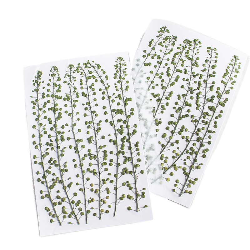 Natuurlijke kleur groene bel g - Resin Craft Ideas recensie en prijs